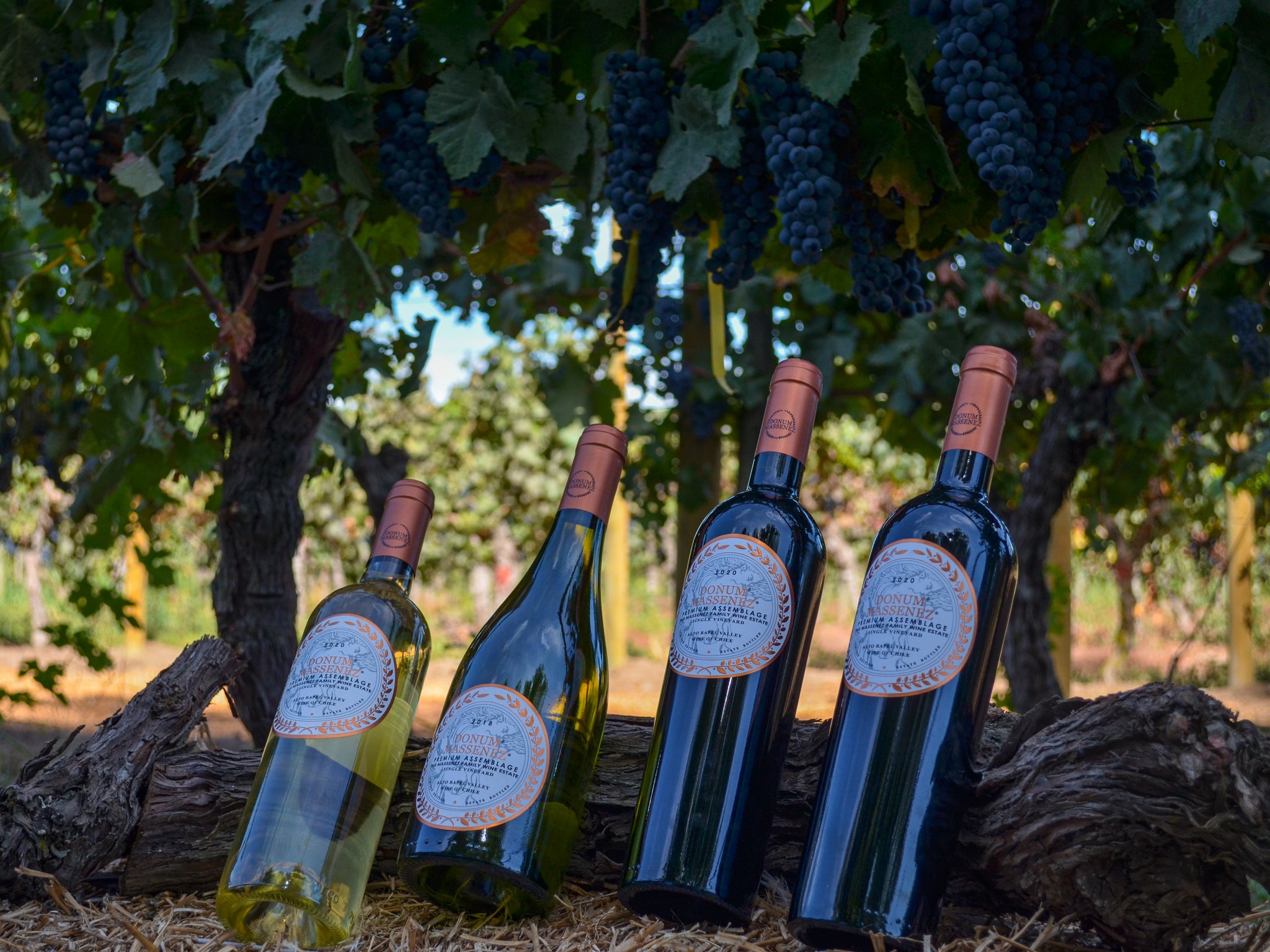 Massenez Fine Wine Japan（マスネ・ファインワイン）｜オンラインショップ